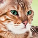 Cat's Best Россия🐈