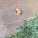 мечтают ли собачки о юбилейной печеньке?
