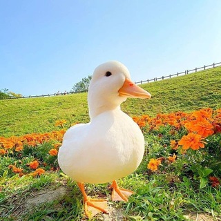 {All:3}🪿[на Wb и OZON ]
