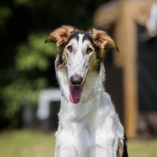 Cassie Borzoi