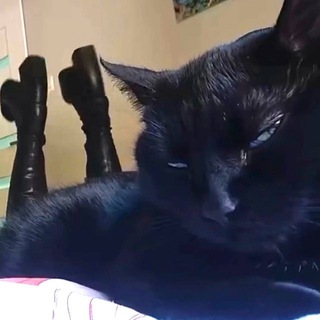 catboomer🐈‍⬛