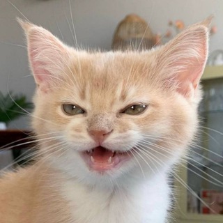cats, i love cats