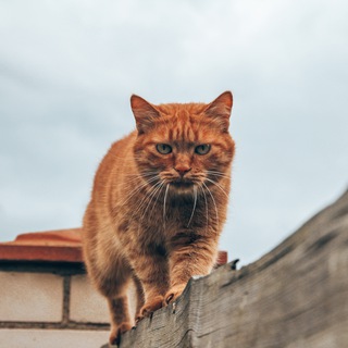 Чего хотят кошки