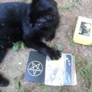 кошка