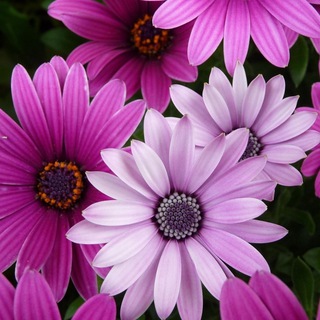 🌺МИР ЦВЕТОВ
