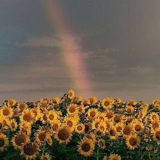 одуванное поле🌻