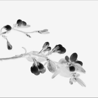 FLORA STORE