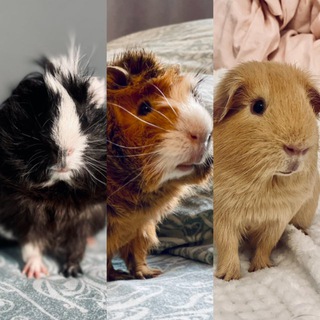 свинский рай🐾