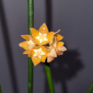 HelenHoya🌿| Коллекция комнатных растений