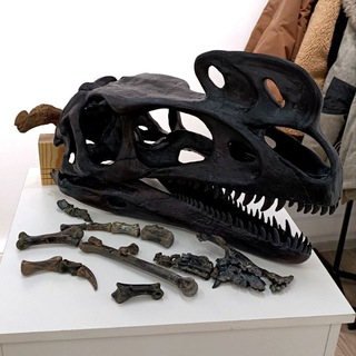 Yakov's Wunderkammer🦕