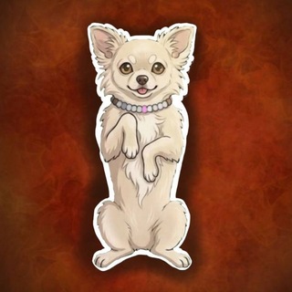 Чихуахуа Джесси🐶🐕