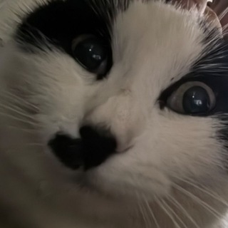 KLEERI