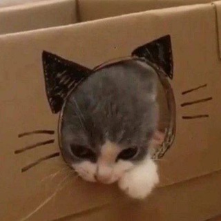 Котэкшн