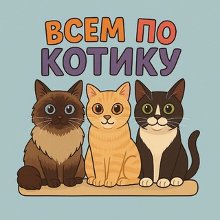 Всем по котику🐈/ Королёв / Москва