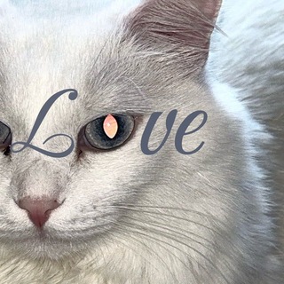 ⋆𝓵𝓶 ⋆