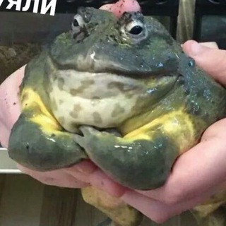 кулёма