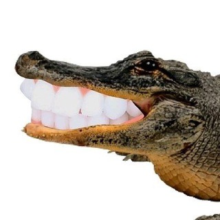 Linzy's Reviews🐊