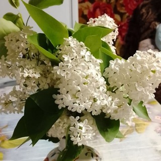 Мама Ромикса🤗