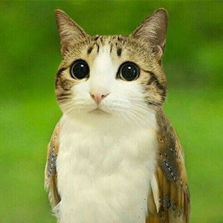 [РАЗМОРОЖЕН]!ПЕРЕХОДНИК!🥳_"meowl"_🥳(18+)