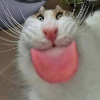 ✨Зарисовки Милс😼🤙