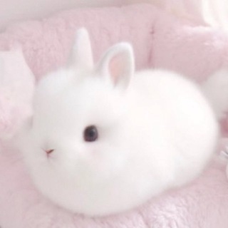 𝓶𝓲𝓷𝓸𝓻𝔂 𝓬𝓸𝓼𝓹𝓵𝓪𝔂🐇