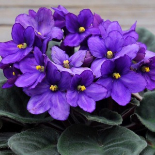 Древнеперсидские язаты🔥🌷