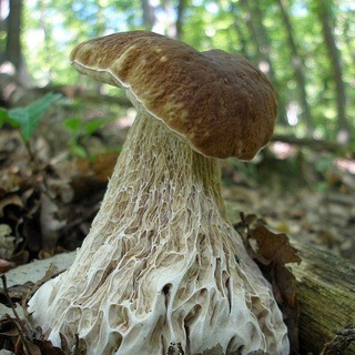 мицелий