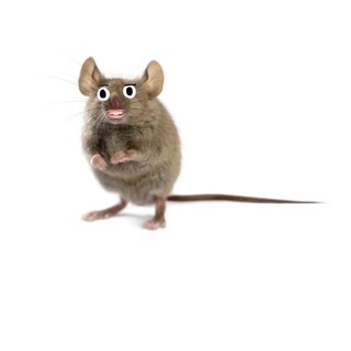 mondaymice