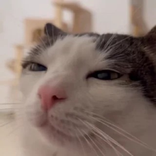 никокчик