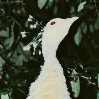 прхдник щит