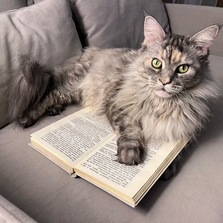 НЕвеликое КОТОкнижие | Анастасия Зарецкая