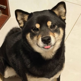 ㅤ宠物 | 𝗣𝗘𝗧𝗦 𝗖𝗙 + 𝗱𝗮𝗶𝗹𝘆🐕