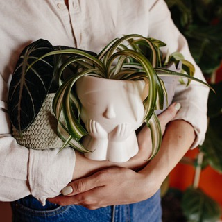 Продажа🌿Plants stories