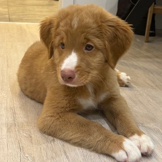 рыжие истории🐾🐶