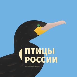 Птицы России