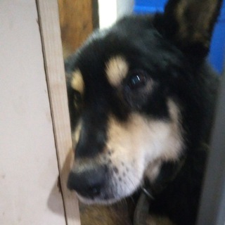 Собакач🐺