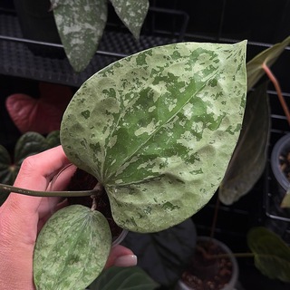 Sale | каталог🌱