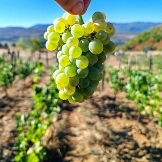 Коку́рные истории🍷