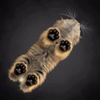 Мягкие Лапки🐾