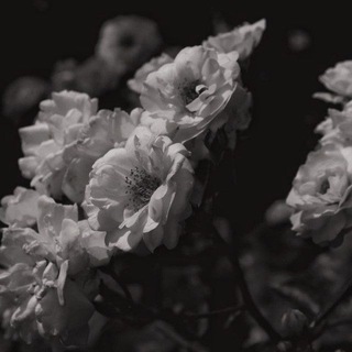 Darina/Photographer