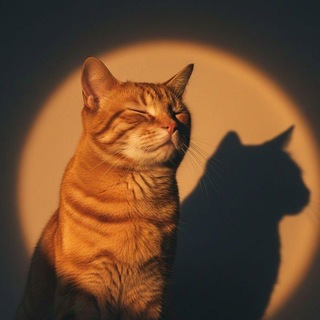 солнечное сияние °.˚₊