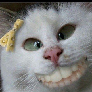 СуМаШеДшИй КоТ🐈‍⬛️