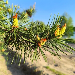 Тишина Мещеры🌲