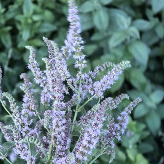 Уголок Мяты🌿Пряные травы и комнатные