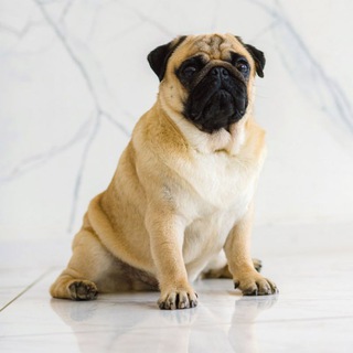 veniamin.pug